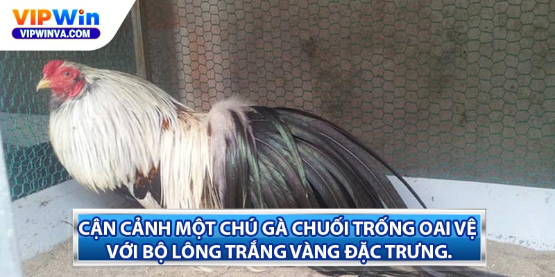 Cận cảnh một chú gà chuối trống oai vệ với bộ lông trắng vàng đặc trưng.